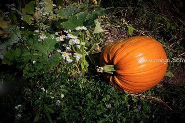 梦到瓜地摘瓜但瓜不多？