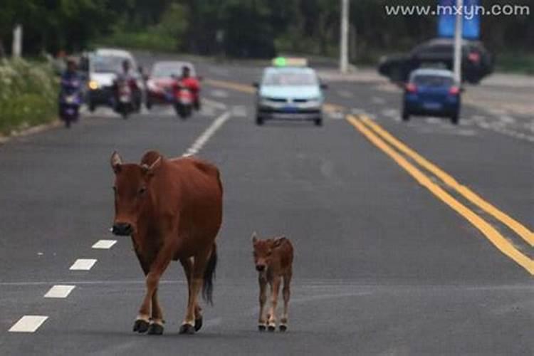 梦见牛跑了怎么回事？