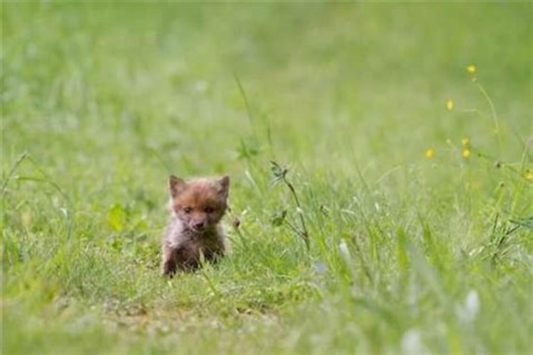 梦到小狐狸是什么意思？