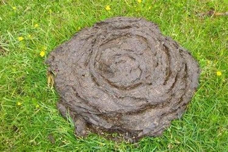 梦到地上到处是牛粪