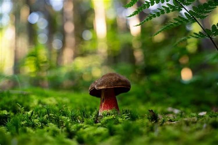 90年出生的人2026运势