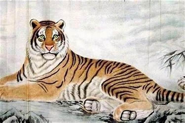 属虎本命年2026年的运气如何？