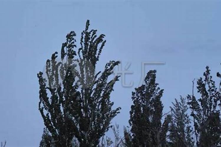 梦到下雨刮风树断了