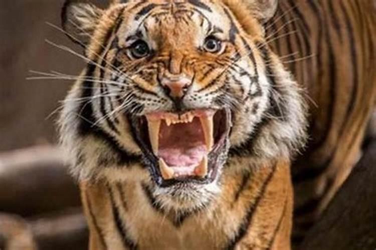 梦到老虎追自己没被咬是怎么回事？