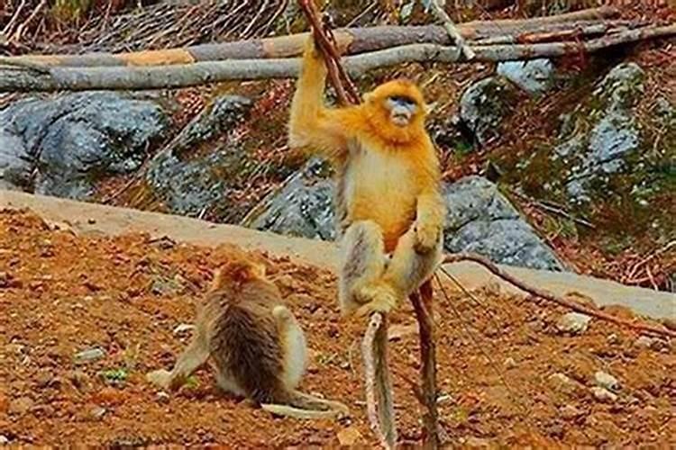 男鸡配猴合婚吗？