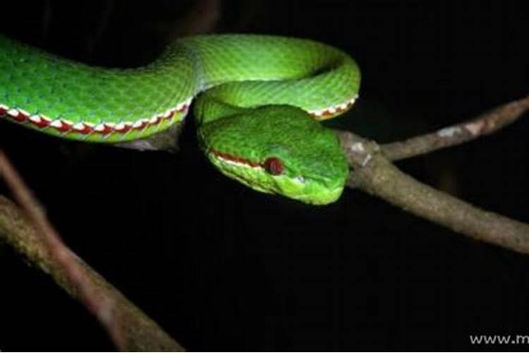 梦见蛇追我咬我的衣服