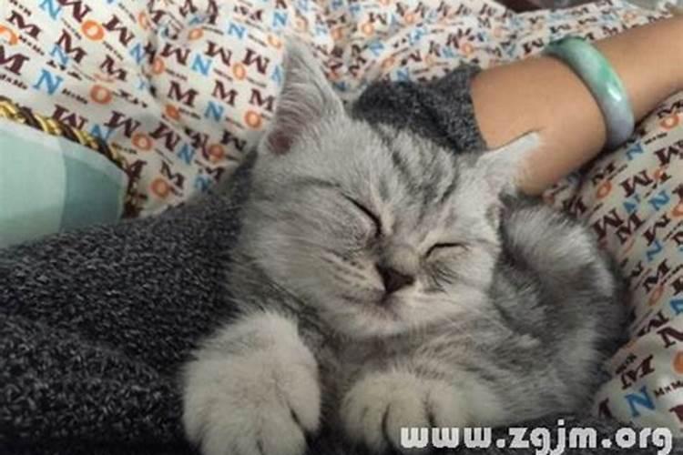 梦见猫脱了一层皮毛