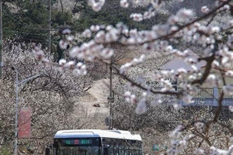 青岛清明节去哪玩好？