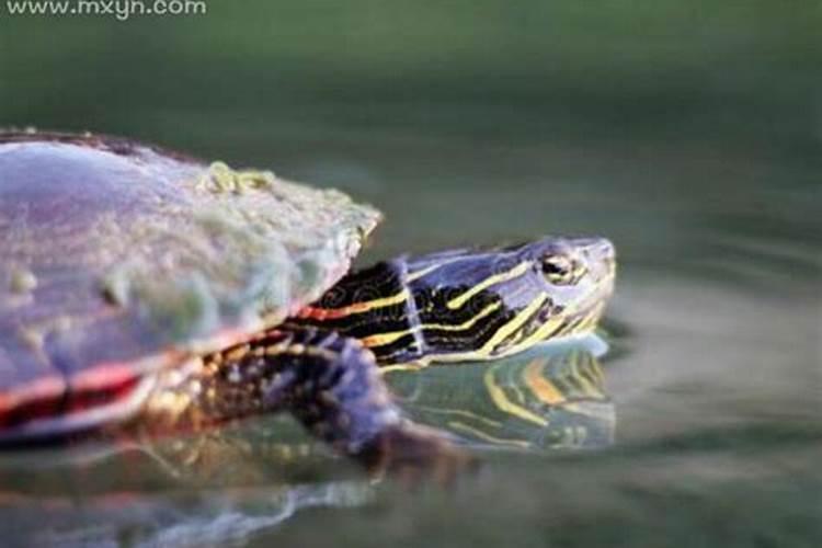 梦到乌龟咬乌龟是什么意思？