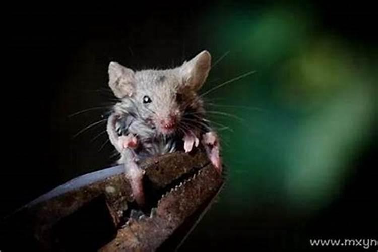 梦见老鼠咬我脚趾头是什么意思？