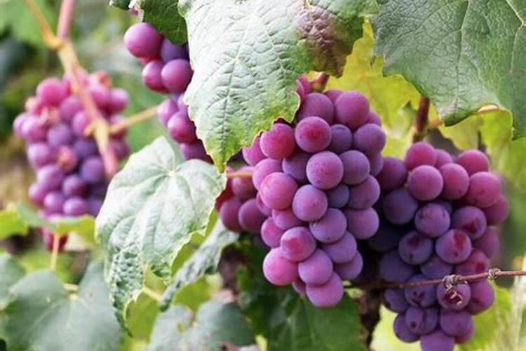 梦见吃葡萄是什么预兆？