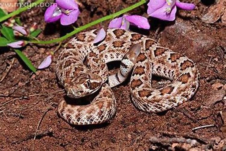 梦见看到孩子被蛇咬