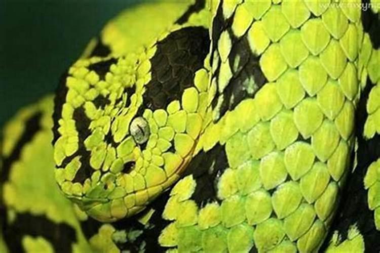 梦见蟒蛇咬人是什么意思？