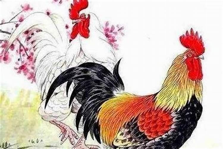 鸡女婚配什么属相最好？