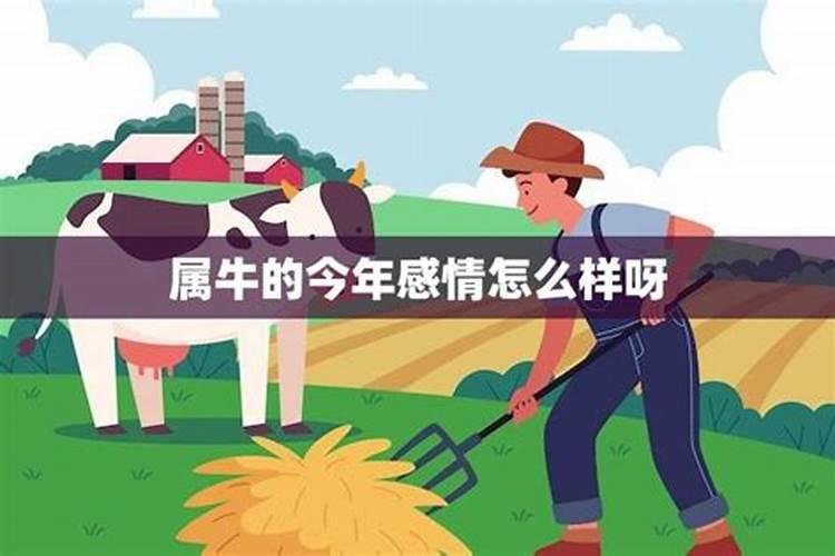 属牛人运势和爱情怎么样？