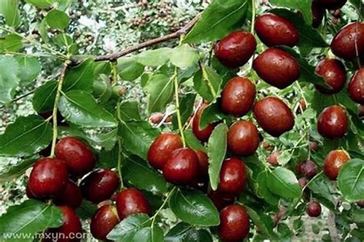 梦见大枣是什么生肖？