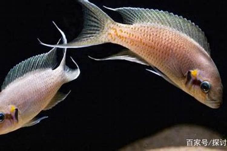 梦见鱼嘴里含着鱼