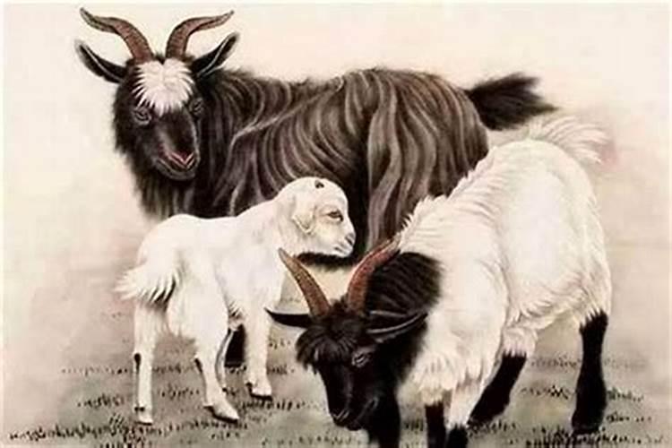 属马和属羊的合婚吗？