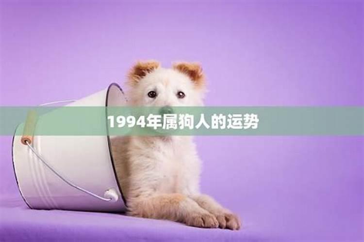 94年的狗在今年的运程
