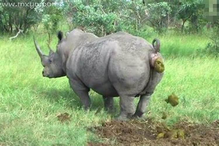 梦见拉了一大堆屎是什么预兆？