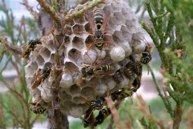 梦见马蜂窝是什么兆头？