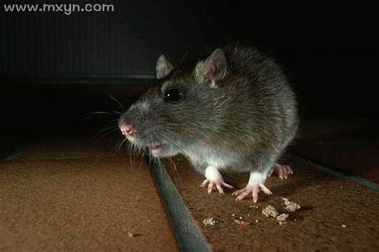 梦见老鼠咬腿出血是啥预兆？