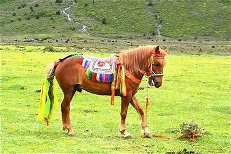 冬至出生和马配