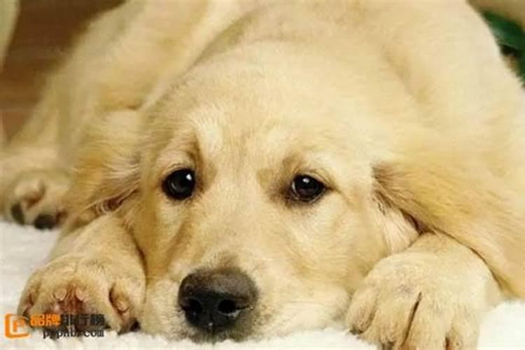 梦见狗是什么预兆什么意思？