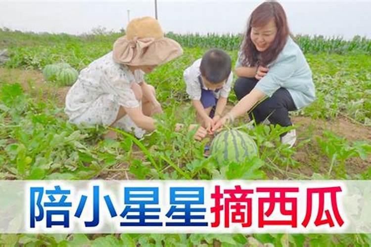 梦见和情人一起摘西瓜