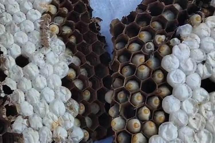 梦见马蜂窝里有很多蜂蛹？