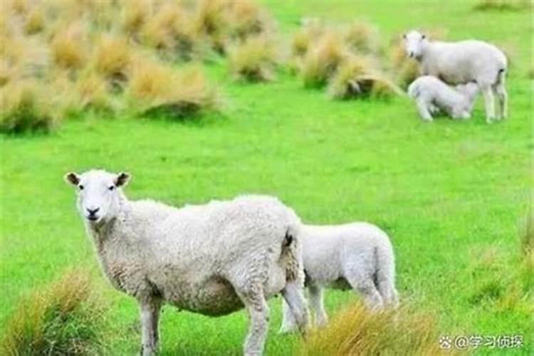 鸡女与羊男属相婚配可以吗？