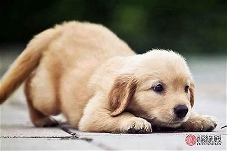 1982年属狗人十年运程如何？