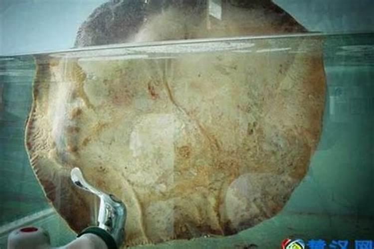 太岁这东西有用吗？