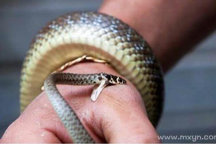 梦见蛇咬自己什么意思周公解梦？