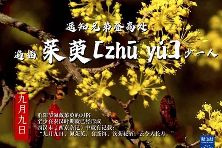 重阳节茱萸插在哪里,什么时候插？