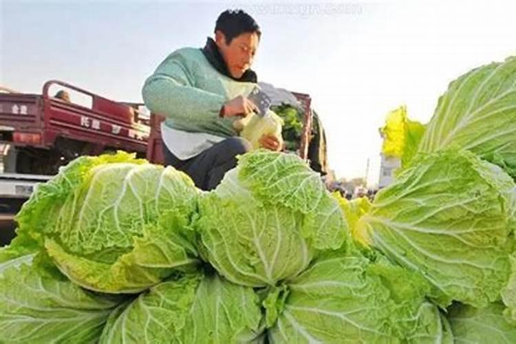 梦见买白菜是什么意思？