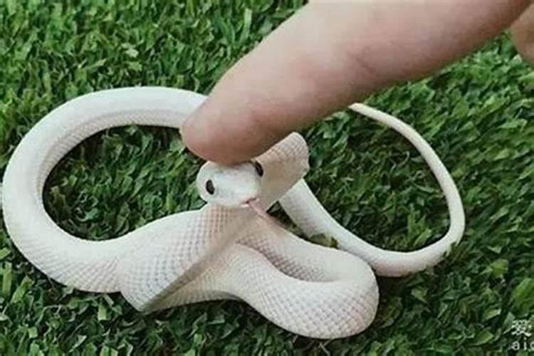 梦见蟒蛇咬自己但是没咬到自己