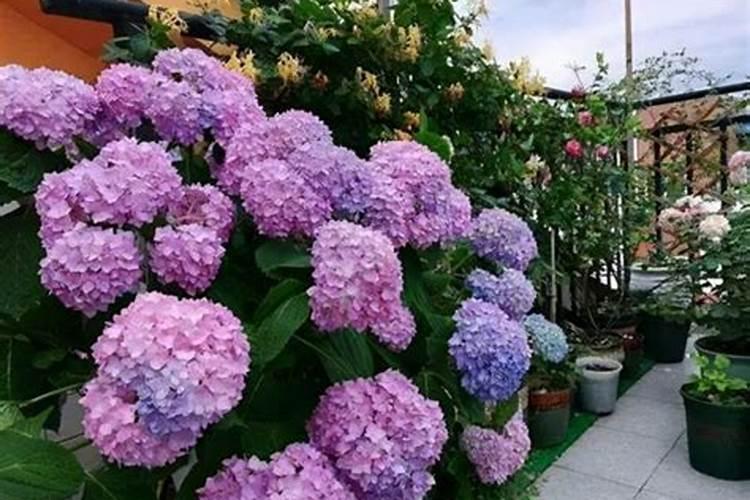 农历七月十五凌晨什么花开？