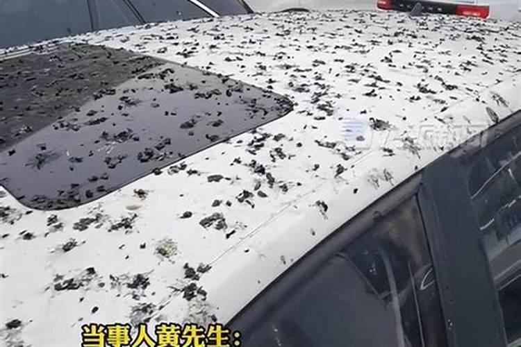 车顶鸟拉屎今年的运势