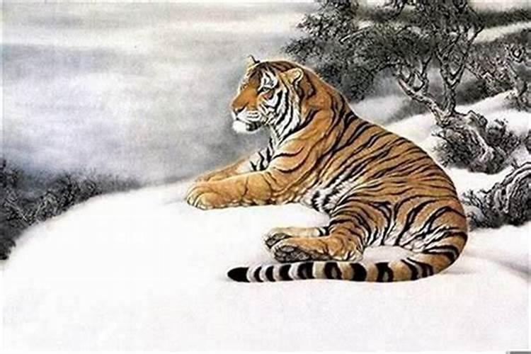 属虎犯太岁怎么办？