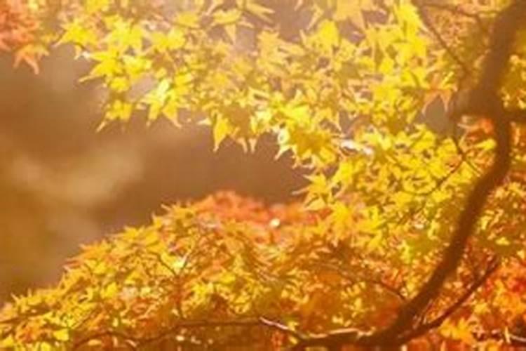 秋分又叫祭月节吗？