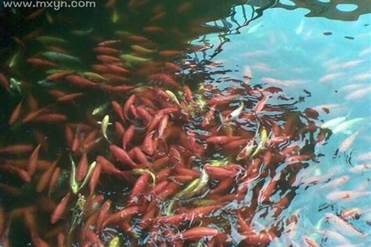 梦见沟里好多鱼什么意思？