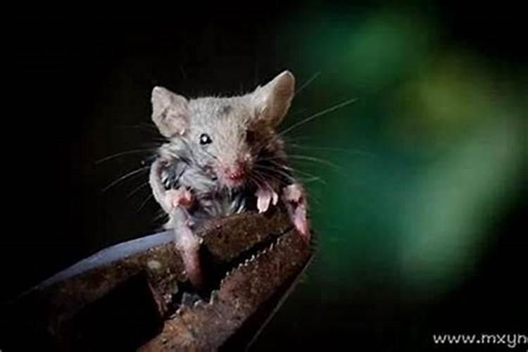 梦见老鼠咬我什么意思？