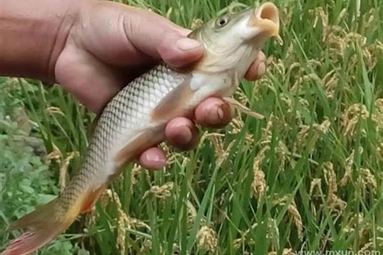 梦见鱼是什么意思周公解梦？