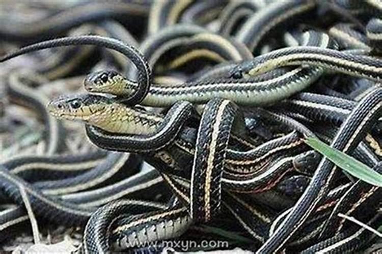 梦到蛇钻进头发是什么意思？