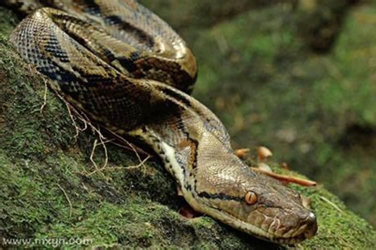 梦见几条大蛇又像龙？