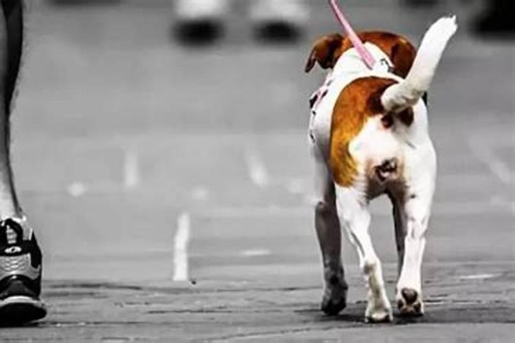 梦见打死狗有什么预兆？