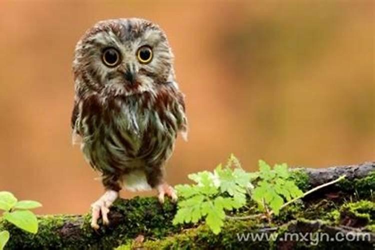 梦见猫头鹰有什么预兆解梦？