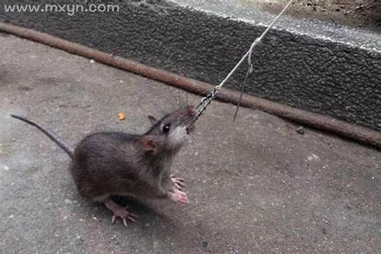 梦见捉老鼠什么意思？