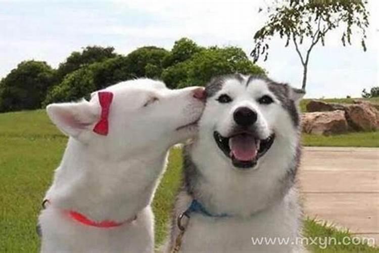 梦见狗狗对我特别友好